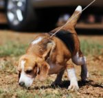 Don’t wag the dog: digital transformation starts with company strategy