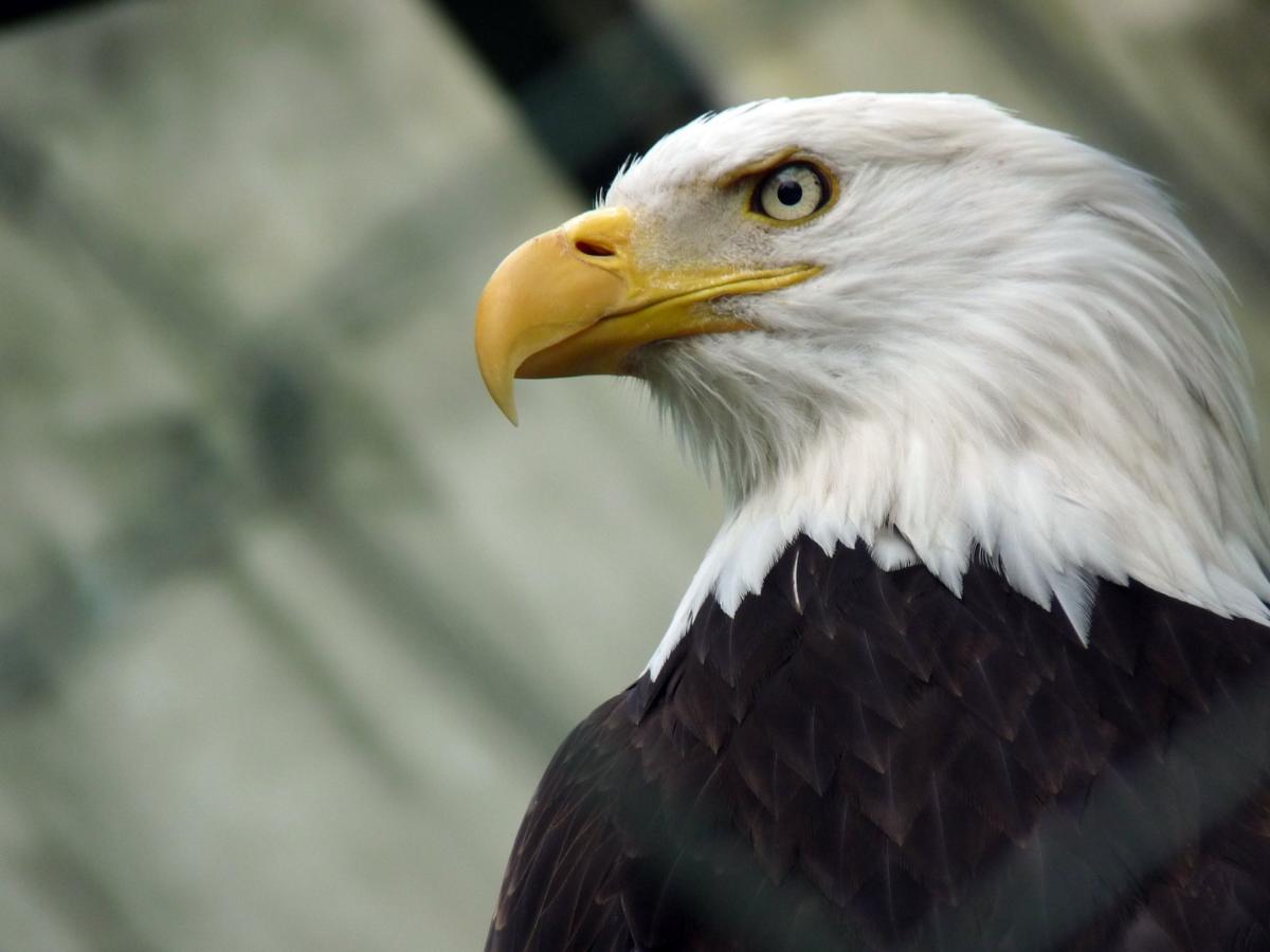 Apache Eagles keeps an eye on big data usage