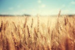 Monsanto: Driving digital leadership to elevate the business (and feed the world)