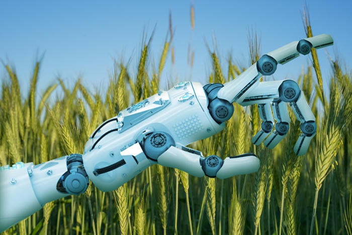 Artificial Intelligence robotic in wheat field
