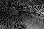 Understanding WAGI, the WebAssembly Gateway Interface