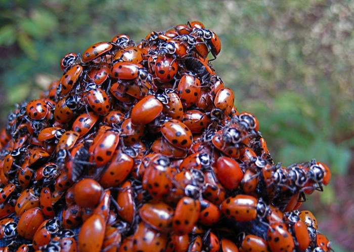 ladybugs bugs