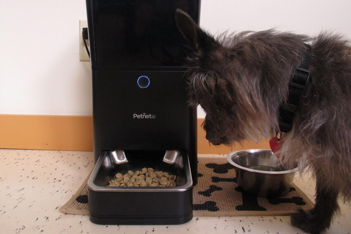 cat feeder robot