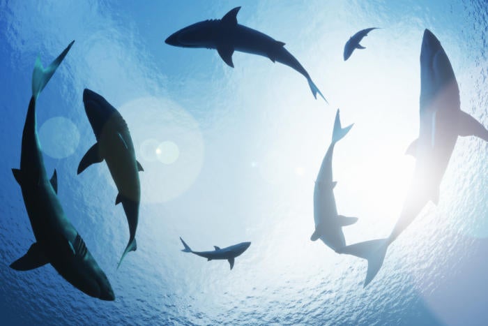 CW@50: Sharky's greatest hits | Computerworld