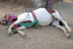 Risks to the enterprise from the one-trick pony