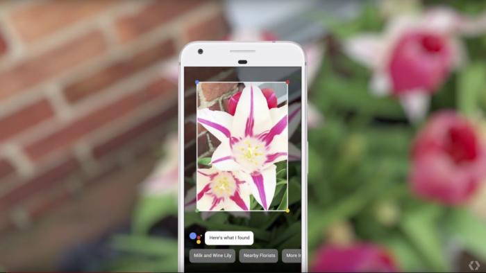 Google Lens Plant Identification
