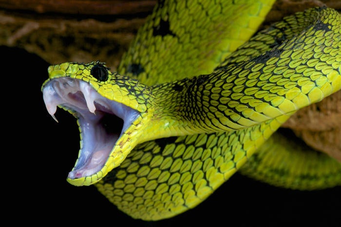 Snake vs snake mac os download
