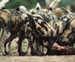 wild dog pack