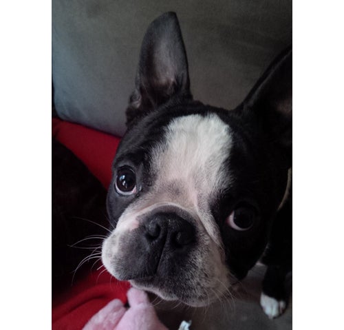 Monty after he ate my BlackBerry Z10 Leather Pocket