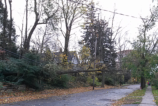 downed tree on power lines